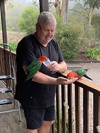 Blackwattle at Barrington Tops
