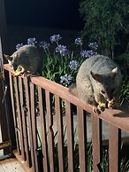 Blackwattle at Barrington Tops