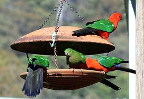 Blackwattle at Barrington Tops
