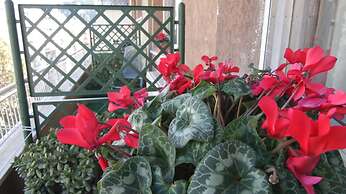 B&B La Perla di Roma