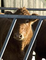 Tregondale Manor Farm