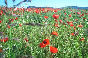 Ferienwohnung Stricker Bad Sachsa
