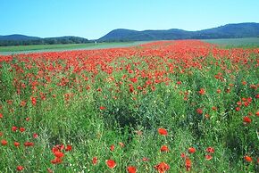 Ferienwohnung Stricker Bad Sachsa