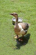 Corbett Paradiso by ILILA