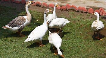 Corbett Paradiso by ILILA