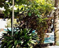 Rising Phoenix Magic Beach Resort