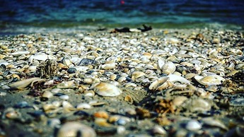 Sea View Penthouse Mamaia