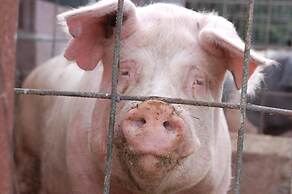 Agriturismo Il Giogo