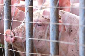 Agriturismo Il Giogo