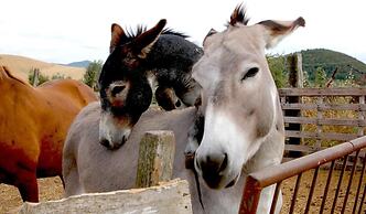 Agriturismo Il Giogo