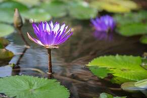 Casa Ave del Risco (Villa con río y cascada al interior)
