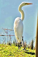 Jeanette's Villa at Westlake