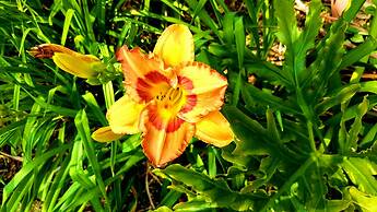 Key West Condo Apartment