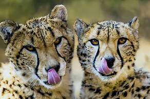 La Montagne Guest Lodge