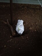 Redtail Ridge Cottages - Adults Only