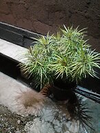 Nature Mount Pavilion Ella