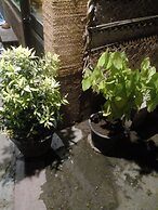 Nature Mount Pavilion Ella