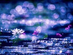 Sun Moon Lake FRIDAY Inn Guest House