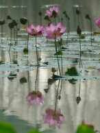 Sun Moon Lake FRIDAY Inn Guest House