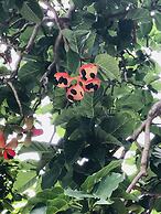 Bamboo Private Islands