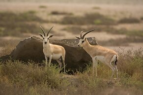 Kingfisher Retreat by Sharjah Collection