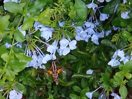 Nunu Haus Guest House