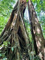 Gibbon Singing Homestay