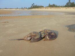 Antique Courtyard B&B