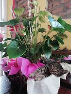 B&B Ciliegio Felice