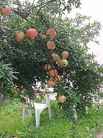 B&B Ciliegio Felice