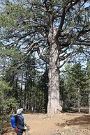 Tzionis Petroktisto Holiday Stonehouse