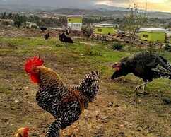 Tzionis Petroktisto Holiday Stonehouse