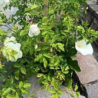 B&B Il Giardino Di Armida