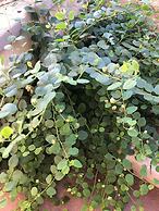 Agriturismo Vivinatura