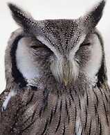 Times Square 1 by Plush