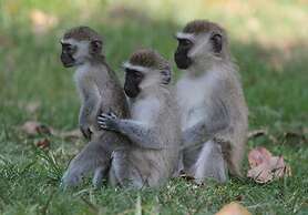 Saffron Beach Bistro & Cottages