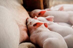 Agriturismo Archelao