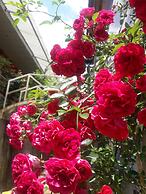 Dang Khoa Garden Inn