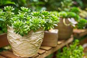 Peach Blossom Resort Hotel