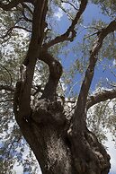 Camping Fiori di Noto