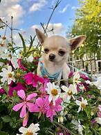 Amsterdam B&B Barangay