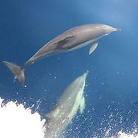 Finikas Garden Beach Resort Nikiti