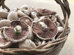 Agriturismo Saludi e Trigu