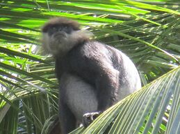 Green herbal Ayurvedic Eco-Lodge