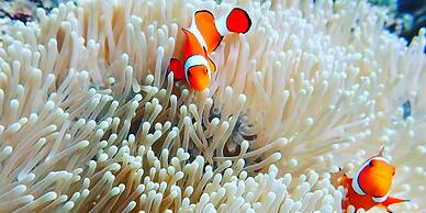 emix ishigaki - Hostel