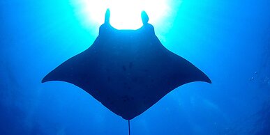 emix ishigaki - Hostel