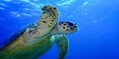 emix ishigaki - Hostel