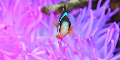 emix ishigaki - Hostel