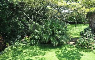 Birds of paradise B&B