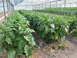 Agriturismo Agrifoglio